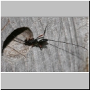 Stenarella domator - Schlupfwespe 01a 11mm-fdet03.jpg